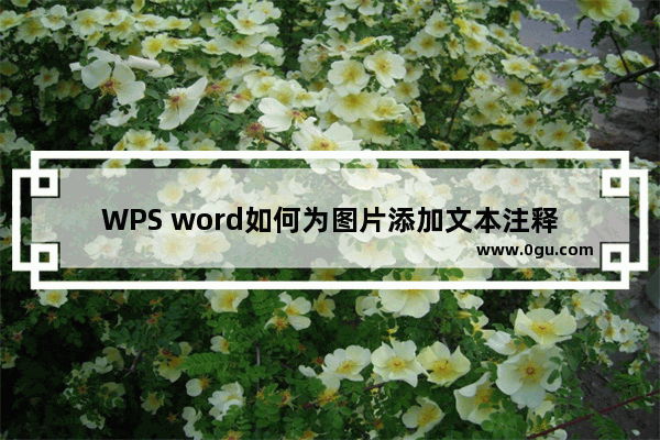 WPS word如何为图片添加文本注释