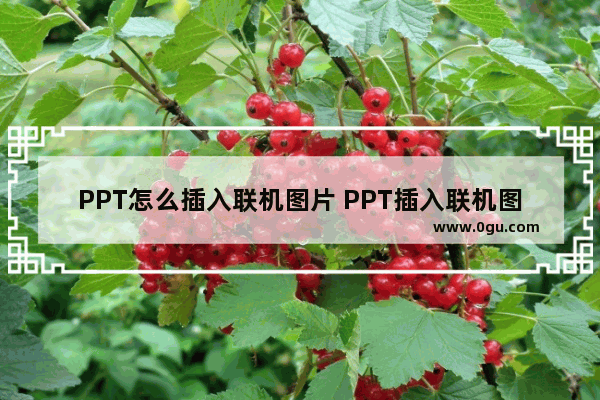 PPT怎么插入联机图片 PPT插入联机图片的方法