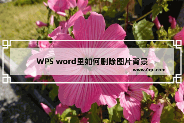 WPS word里如何删除图片背景