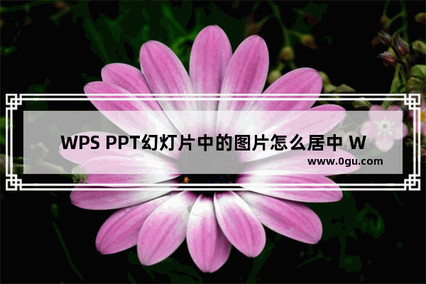 WPS PPT幻灯片中的图片怎么居中 WPS PPT幻灯片中设置图片快速居中对齐的方法