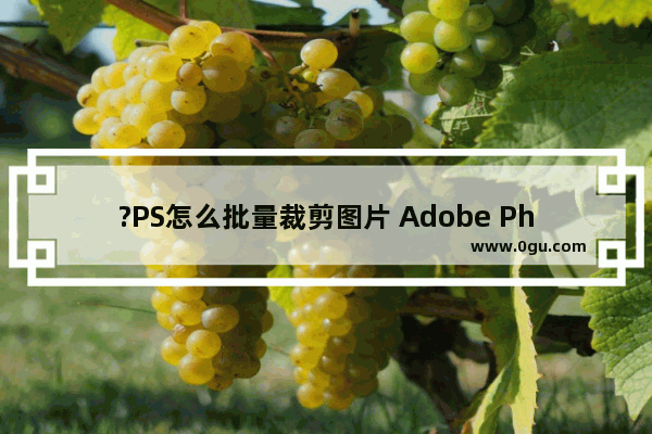 ?PS怎么批量裁剪图片 Adobe Photoshop中批量裁剪多张图片的方法教程