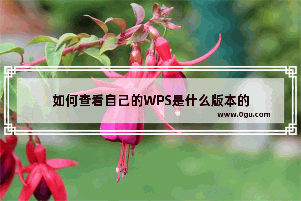 如何查看自己的WPS是什么版本的