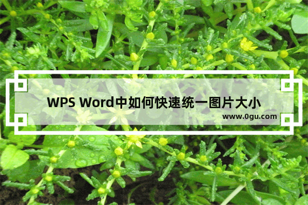 WPS Word中如何快速统一图片大小