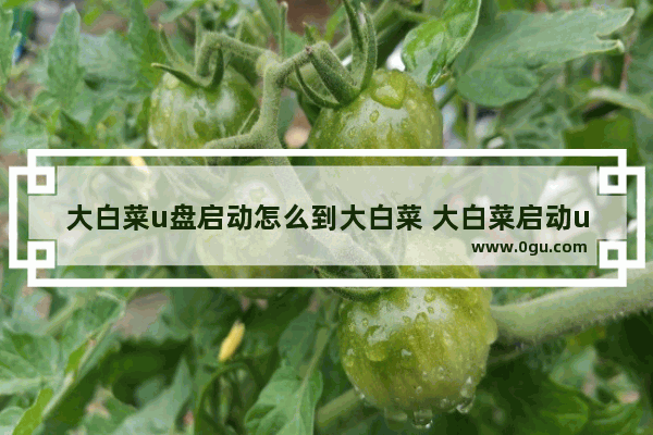 大白菜u盘启动怎么到大白菜 大白菜启动u盘怎么变成普通u盘