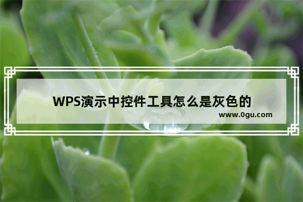 WPS演示中控件工具怎么是灰色的