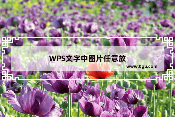 WPS文字中图片任意放