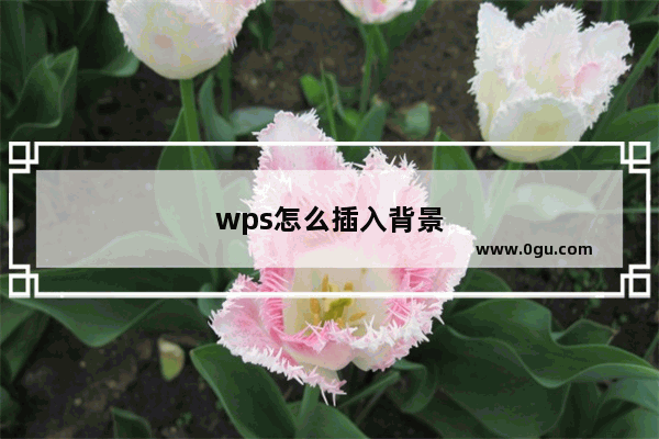 wps怎么插入背景