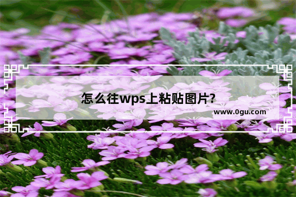 怎么往wps上粘贴图片?