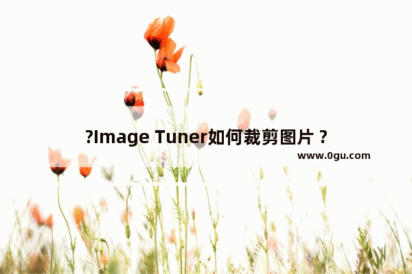 ?Image Tuner如何裁剪图片 ?Image Tuner调整图片大小的方法