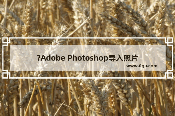 ?Adobe Photoshop导入照片后图片显示模糊怎么调整 PS解决置入图片时变模糊的方法教程