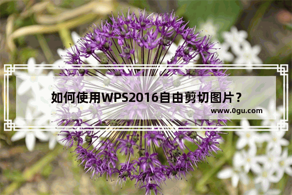 如何使用WPS2016自由剪切图片？