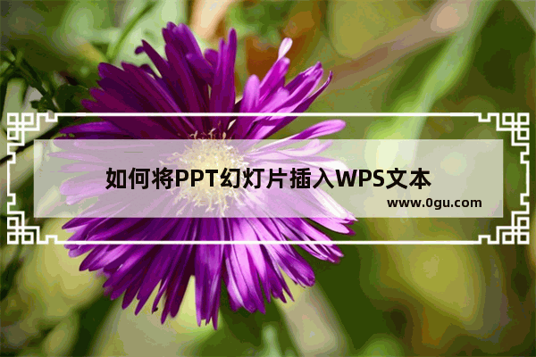 如何将PPT幻灯片插入WPS文本