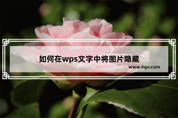 如何在wps文字中将图片隐藏