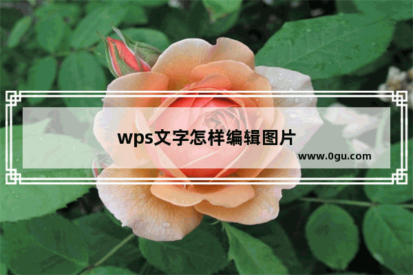 wps文字怎样编辑图片