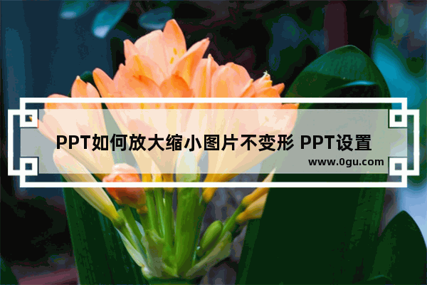 PPT如何放大缩小图片不变形 PPT设置锁定纵横比的方法