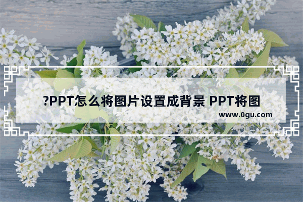 ?PPT怎么将图片设置成背景 PPT将图片设置为背景的方法教程