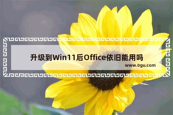 升级到Win11后Office依旧能用吗？升级Win11后Office还能不能用