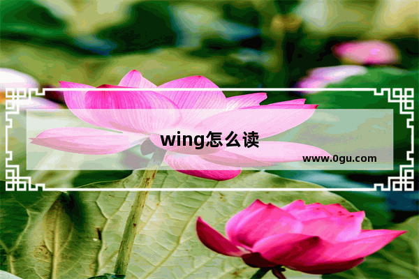 wing怎么读