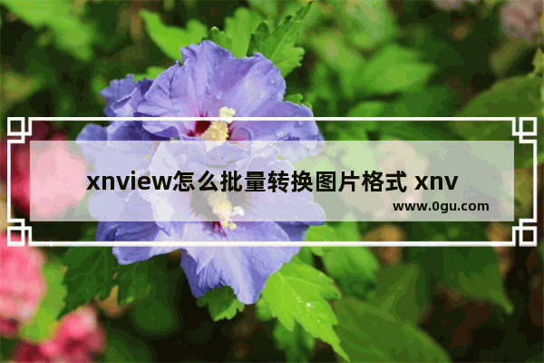 xnview怎么批量转换图片格式 xnview批量转换图片格式的方法