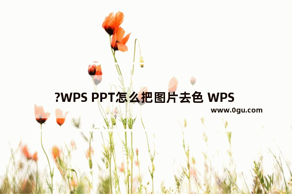 ?WPS PPT怎么把图片去色 WPS PPT给图片去色的方法教程