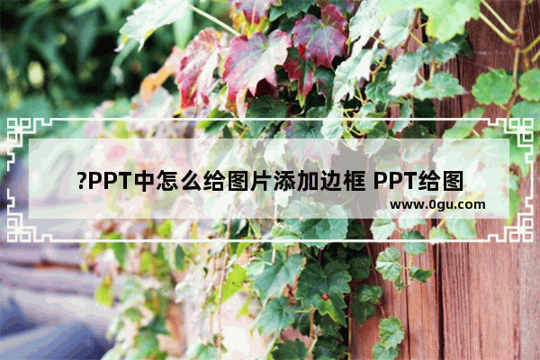 ?PPT中怎么给图片添加边框 PPT给图片添加装饰边框的方法教程