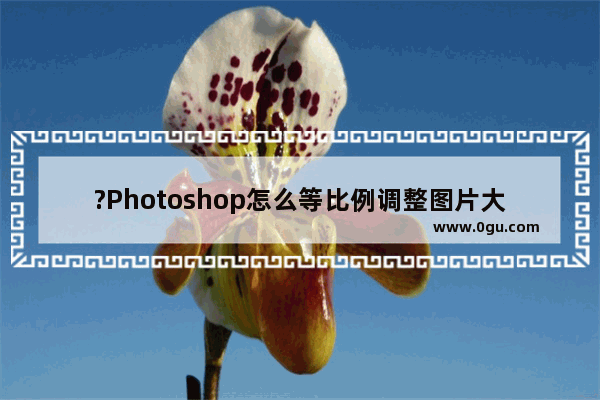 ?Photoshop怎么等比例调整图片大小 PS中如何锁定长宽比例改变图片大小的方法教程