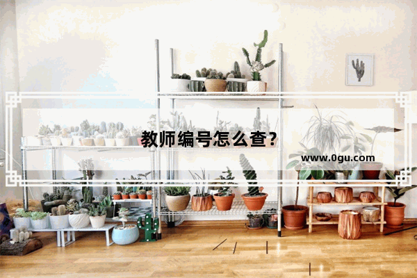 教师编号怎么查？