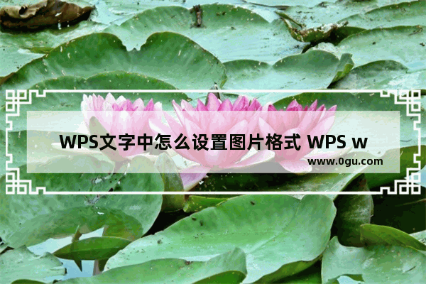 WPS文字中怎么设置图片格式 WPS word设置图片格式的方法