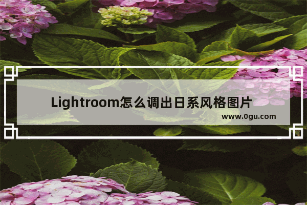 Lightroom怎么调出日系风格图片 Lightroom将图片调成日系风格的设置方法