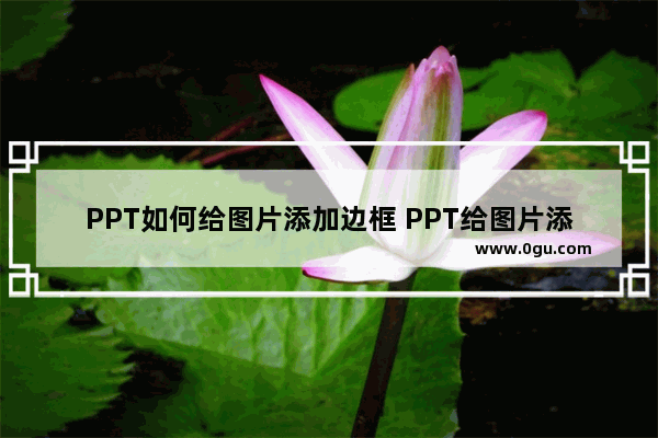 PPT如何给图片添加边框 PPT给图片添加边框的方法