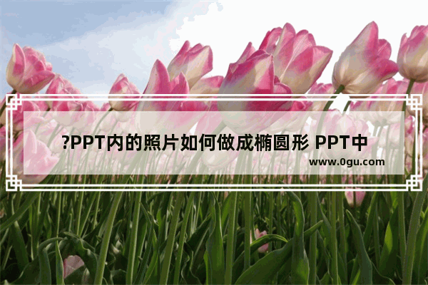 ?PPT内的照片如何做成椭圆形 PPT中将图片裁剪成椭圆形状的方法教程