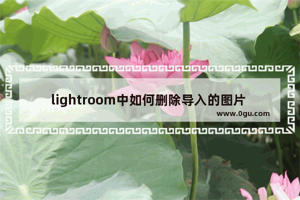 lightroom中如何删除导入的图片 lightroom中删除导入的图片的方法