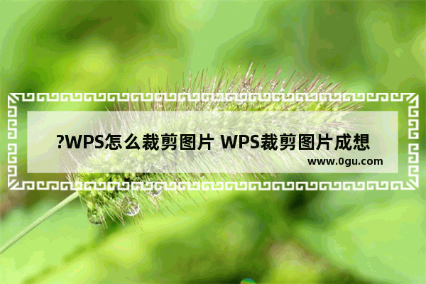 ?WPS怎么裁剪图片 WPS裁剪图片成想要的图形的方法教程