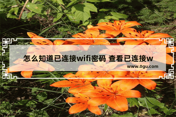 怎么知道已连接wifi密码 查看已连接wifi密码的教程