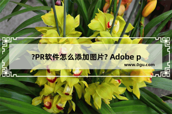 ?PR软件怎么添加图片? Adobe premiere添加图片作为视频的方法教程