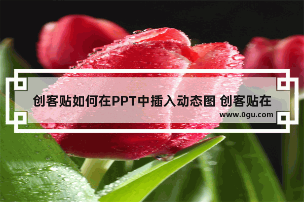 创客贴如何在PPT中插入动态图 创客贴在PPT中插入动态图的方法