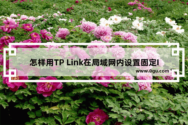 怎样用TP Link在局域网内设置固定IP