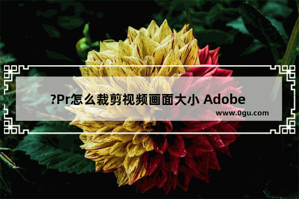 ?Pr怎么裁剪视频画面大小 Adobe premiere裁剪视频视频画面大小的方法教程