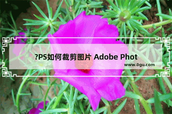 ?PS如何裁剪图片 Adobe Photoshop裁剪图片的方法教程