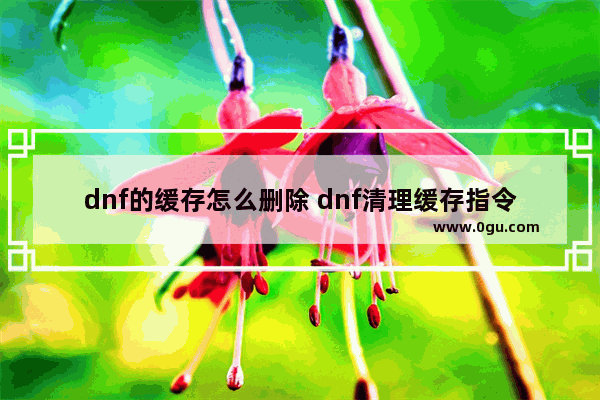 dnf的缓存怎么删除 dnf清理缓存指令cmd