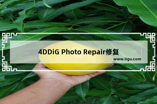 4DDiG Photo Repair修复视频和图片的方法 4DDiG Photo Repair怎么修复视频和图片