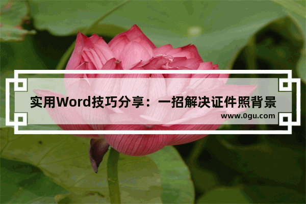 实用Word技巧分享：一招解决证件照背景问题 