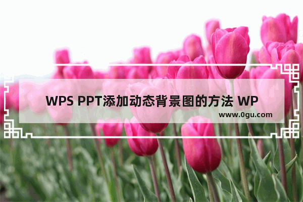 WPS PPT添加动态背景图的方法 WPS PPT怎么添加动态背景图