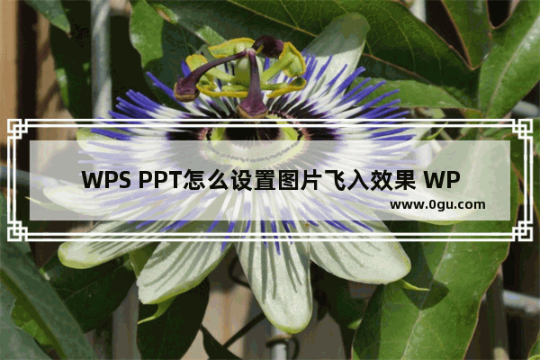 WPS PPT怎么设置图片飞入效果 WPS PPT设置图片飞入效果的方法