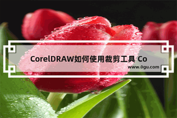 CorelDRAW如何使用裁剪工具 CorelDRAW使用裁剪工具的方法