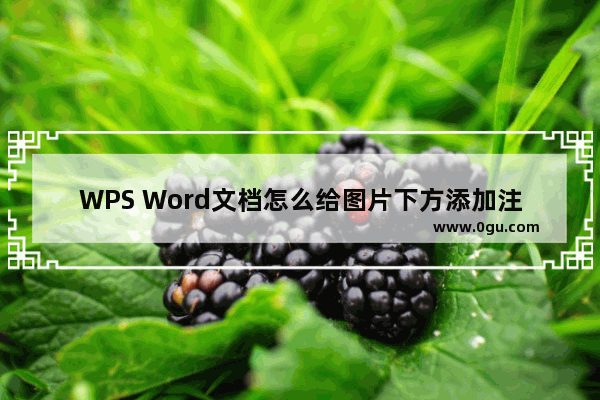 WPS Word文档怎么给图片下方添加注解文字 WPS Word文档给图片下方添加注解的方法