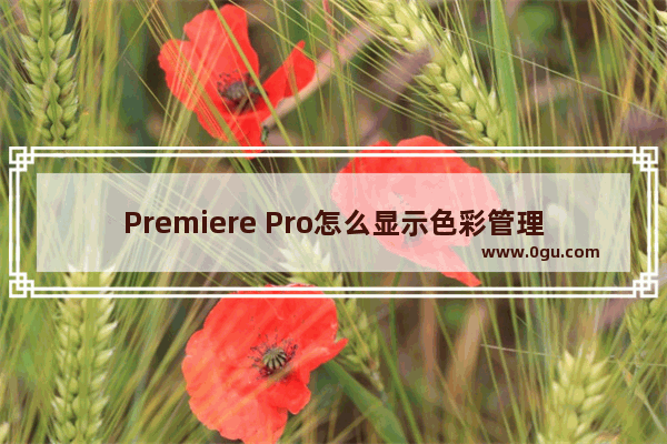 Premiere Pro怎么显示色彩管理