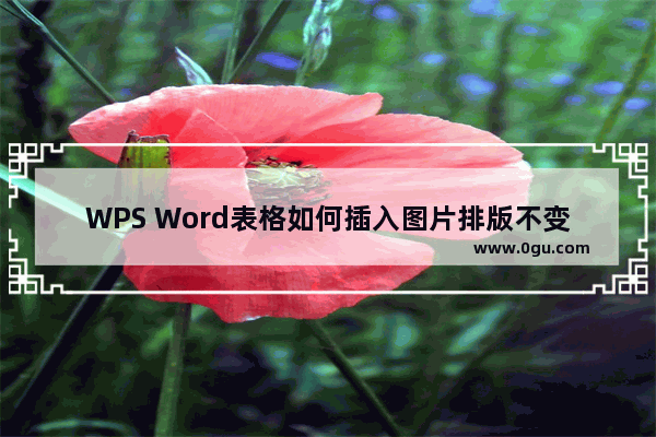 WPS Word表格如何插入图片排版不变 WPS Word表格插入图片排版不变的方法