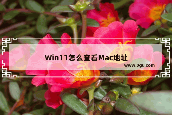 Win11怎么查看Mac地址