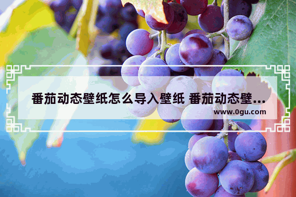 番茄动态壁纸怎么导入壁纸 番茄动态壁纸导入壁纸方法